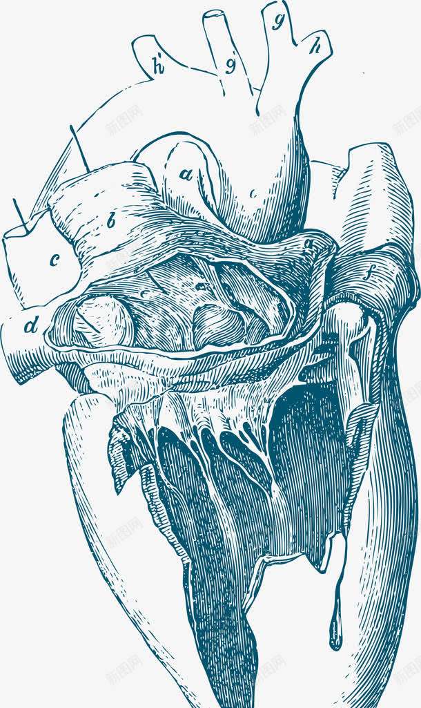 蓝色素描风格心脏器官png免抠素材_新图网 https://ixintu.com 人体器官 卡通 心脏 手绘 矢量图案 素描风格 蓝色