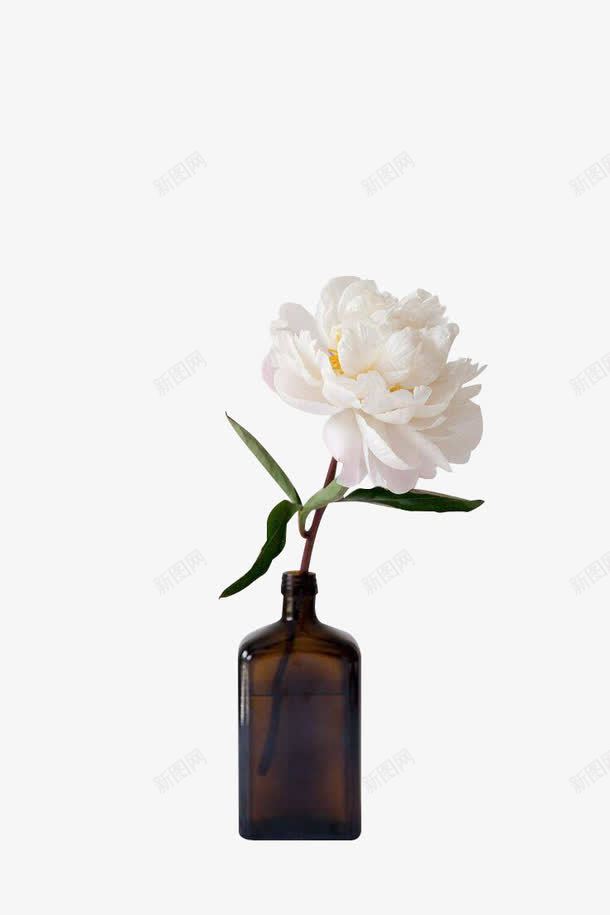 植物白色花朵小清新png免抠素材_新图网 https://ixintu.com 植物 清新 白色 花朵