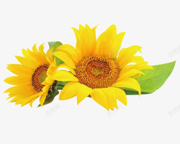 摄影黄色的向日葵花朵png免抠素材_新图网 https://ixintu.com 向日葵 摄影 花朵 黄色