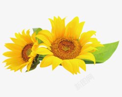 摄影黄色的向日葵花朵素材