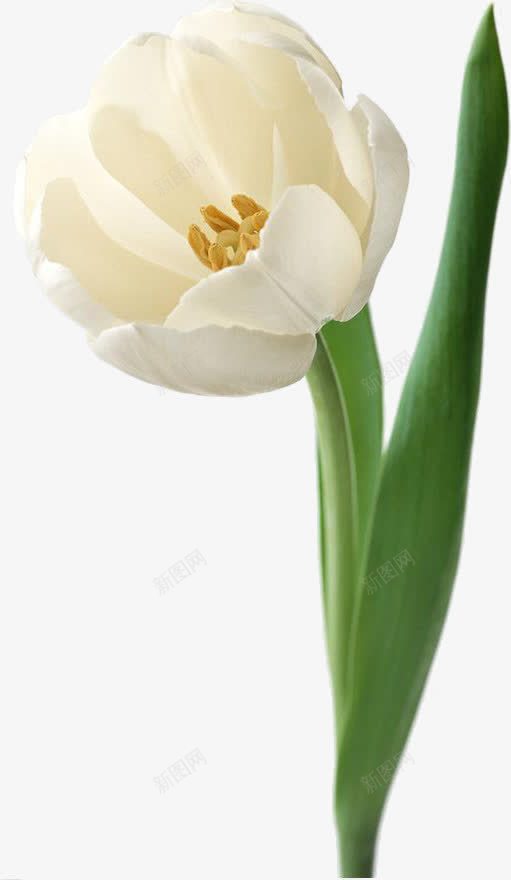摄影白色的花卉花朵png免抠素材_新图网 https://ixintu.com 摄影 白色 花卉 花朵
