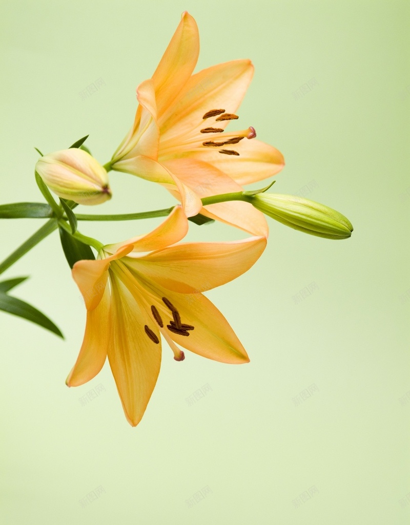 精美花卉类背景图26jpg设计背景_新图网 https://ixintu.com 精美 背景图 花卉类 高清