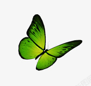 绿色唯美蝴蝶素材