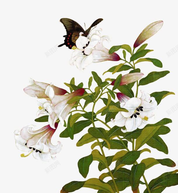 插画植物花朵白色png免抠素材_新图网 https://ixintu.com 插画 植物 白色 花朵