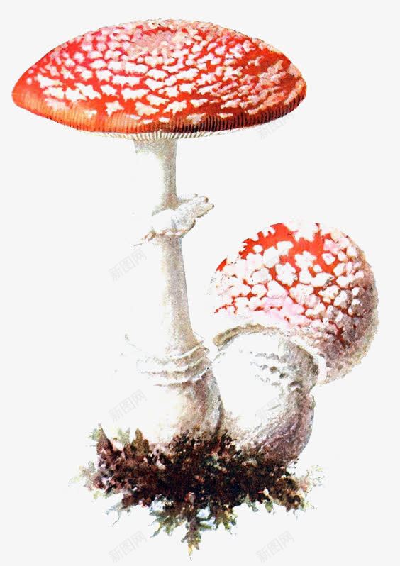 红蘑菇png免抠素材_新图网 https://ixintu.com 创意蘑菇 卡通蘑菇 小蘑菇 手绘蘑菇 毒蘑菇 红菇