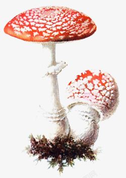 卡通小蘑菇红蘑菇高清图片