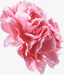 创意海报植物花朵粉色素材