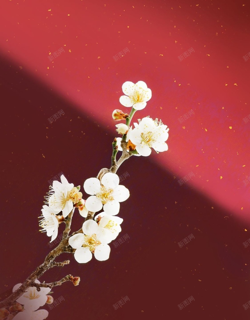 唯美红色背景的梅花jpg设计背景_新图网 https://ixintu.com 梅花 红色 背景 花朵