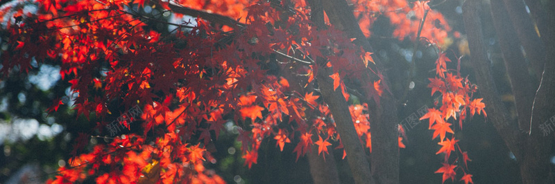 秋季落叶风景摄影10jpg设计背景_新图网 https://ixintu.com 摄影 秋季 落叶 风景