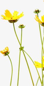 黄色唯美花朵植物装饰素材