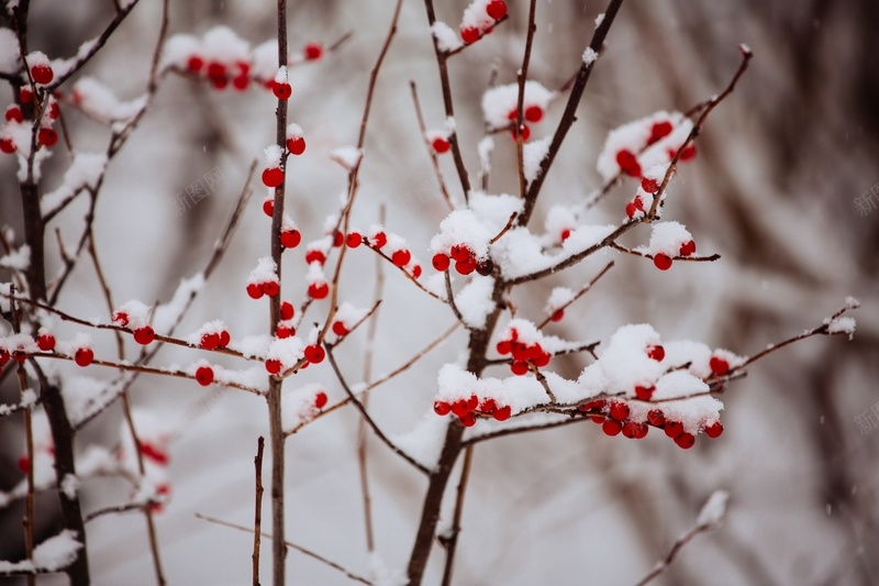 雪天里的果子jpg设计背景_新图网 https://ixintu.com 下雪 果子 植物 雪天