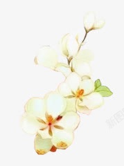 白色花朵中国风插画素材