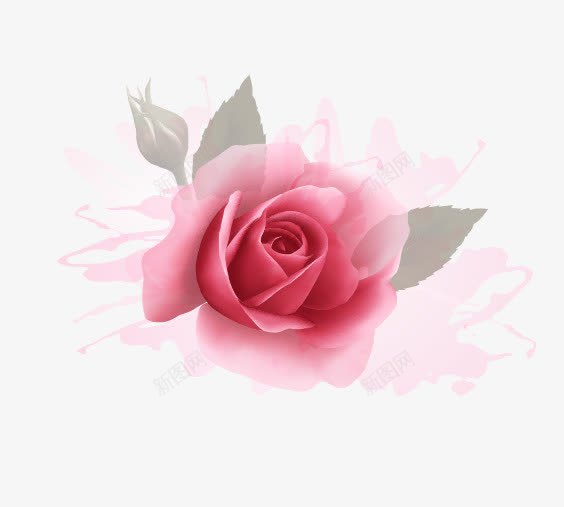 粉色玫瑰花花卉png免抠素材_新图网 https://ixintu.com 玫瑰花 粉色 花卉