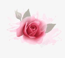 粉色玫瑰花花卉素材