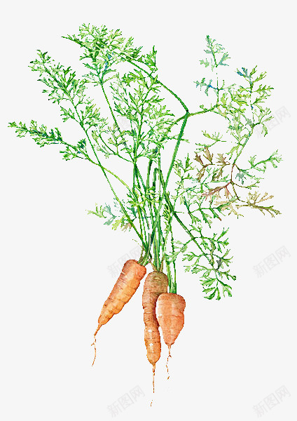 胡萝卜插画png免抠素材_新图网 https://ixintu.com 手绘 新鲜 有机蔬菜 绿色蔬菜 胡萝卜 蔬菜