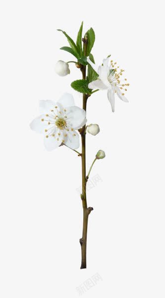 梨花白色花朵png免抠素材_新图网 https://ixintu.com 梨花 白色 花朵