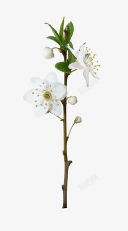 梨花白色花朵素材
