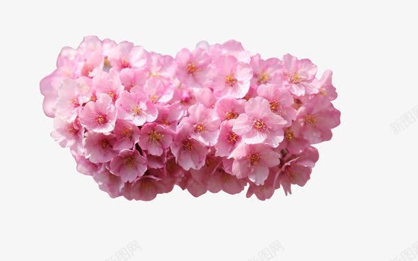 植物粉色花朵效果png免抠素材_新图网 https://ixintu.com 效果 植物 粉色 花朵