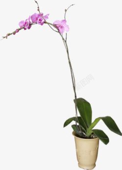 手绘唯美紫色小花植物素材