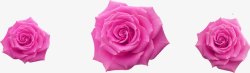 粉色玫瑰花壁纸素材