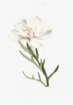 白色清新水彩花朵png免抠素材_新图网 https://ixintu.com 水彩 清新 白色 花朵