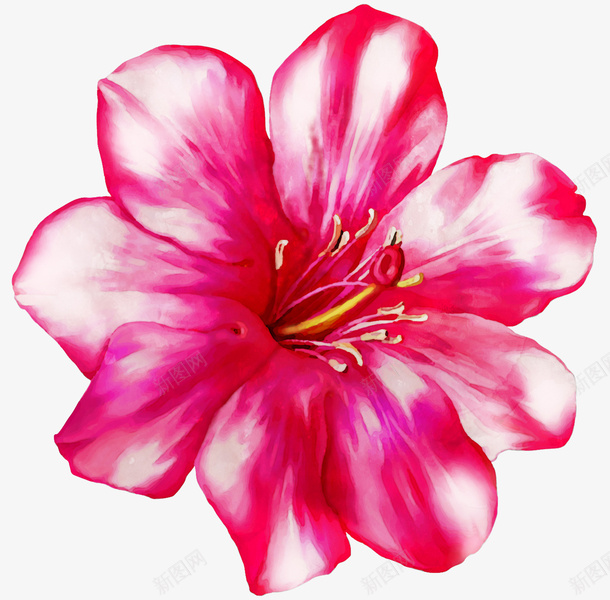 红色手绘花朵png免抠素材_新图网 https://ixintu.com 免抠图 抠图 插画 植物 红色的花 花朵 装饰画