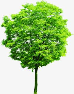 绿色效果树木卡通素材