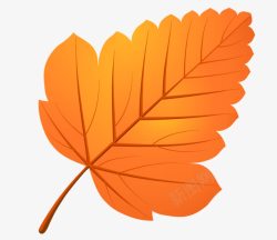 纹理清析是叶子很匀称的树叶纹理高清图片