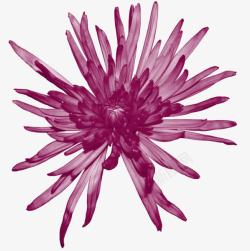 紫色花朵花瓣装饰素材