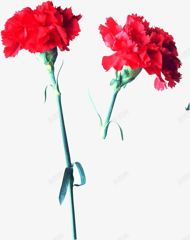 红色鲜花花朵装饰png免抠素材_新图网 https://ixintu.com 红色 花朵 装饰 设计 鲜花