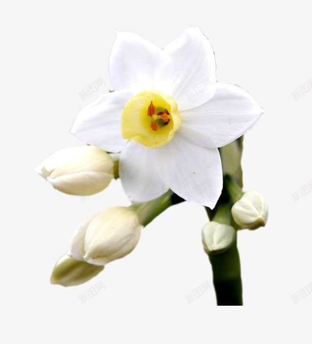 花卉元素png免抠素材_新图网 https://ixintu.com 白色的花 花卉元素 郁金香