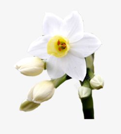 花卉元素素材