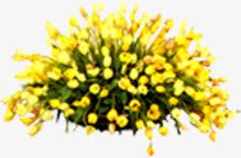 摄影合成效果黄色的花卉素材