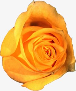 一朵黄玫瑰一朵含苞待放的黄玫瑰高清图片