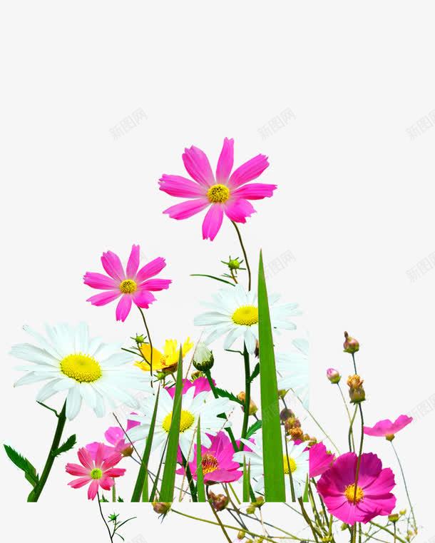 彩色郊外花朵png免抠素材_新图网 https://ixintu.com 彩色 花朵 设计 郊外