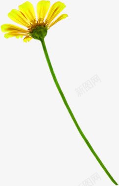 黄色唯美水彩花朵png免抠素材_新图网 https://ixintu.com 水彩 花朵 设计 黄色