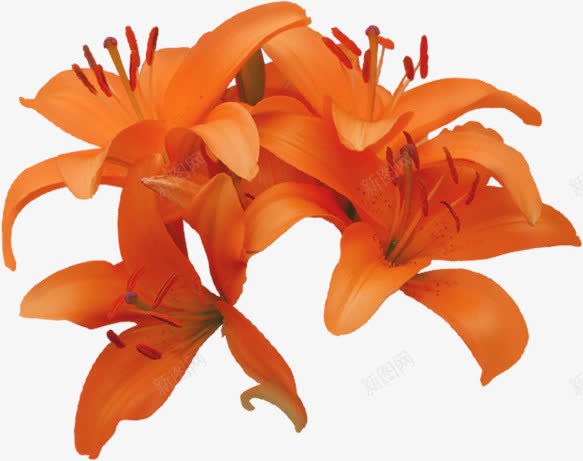 摄影橙黄色花朵效果png免抠素材_新图网 https://ixintu.com 摄影 效果 橙黄色 花朵 设计