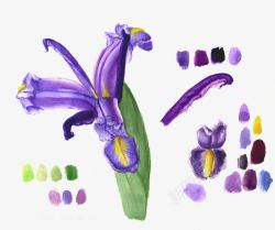 紫色花彩绘手绘紫色彩绘花卉花瓣高清图片