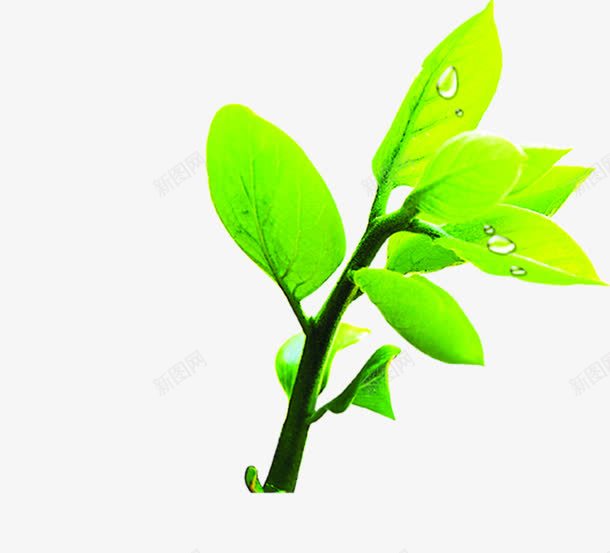 创意摄影树叶绿色新鲜png免抠素材_新图网 https://ixintu.com 创意 摄影 新鲜 树叶 绿色