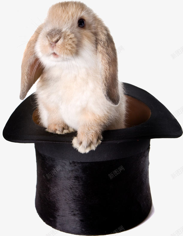 帅气的兔子png免抠素材_新图网 https://ixintu.com 兔子 动物 帅气的兔子 帽子