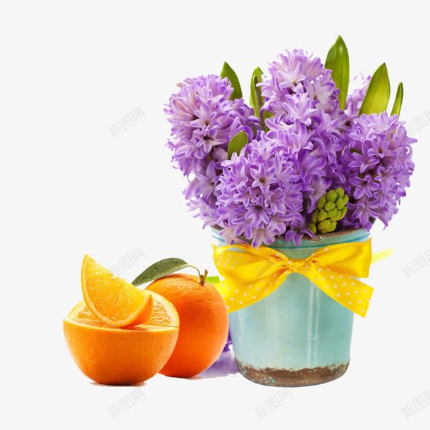 木兰花和甜橙psd免抠素材_新图网 https://ixintu.com 广柑 木兰花 橙子 花瓶 蓝色
