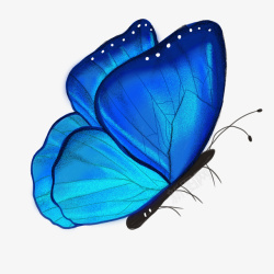 孔雀蓝蓝蝴蝶透明高清图片