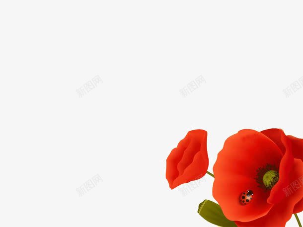 红色的花PPT背景png免抠素材_新图网 https://ixintu.com PPT模板 PPT背景 红色 花