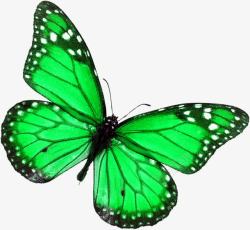 绿色手绘美丽蝴蝶素材