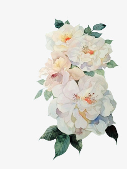 白蔷薇花植物素材