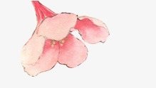 粉色花朵手绘花朵装饰素材