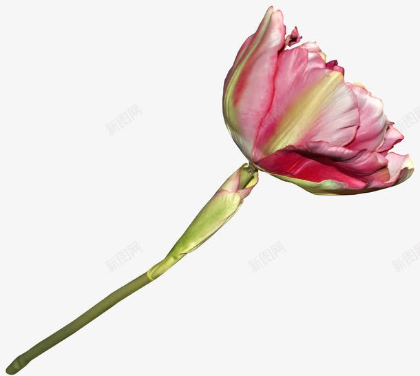 一束花图案png免抠素材_新图网 https://ixintu.com 一束花 植物 玫瑰花 花朵 花束