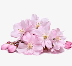 粉色花朵装饰效果素材