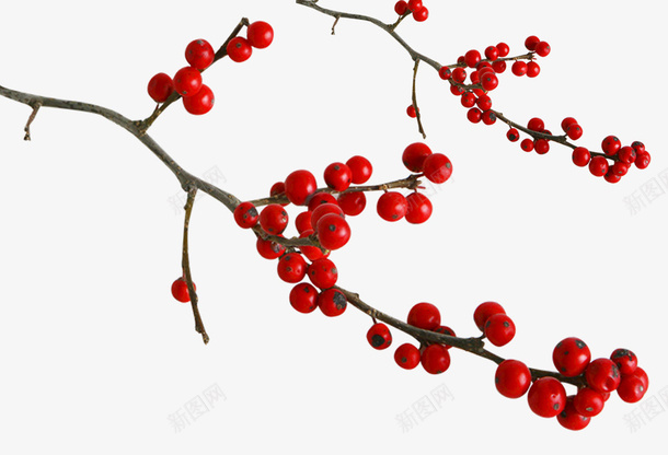 红色植物装饰图案psd免抠素材_新图网 https://ixintu.com 图案 树枝 植物 红色 红色植物装饰图案 装饰