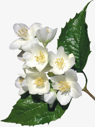 白色花朵可爱png免抠素材_新图网 https://ixintu.com 可爱 白色 花朵